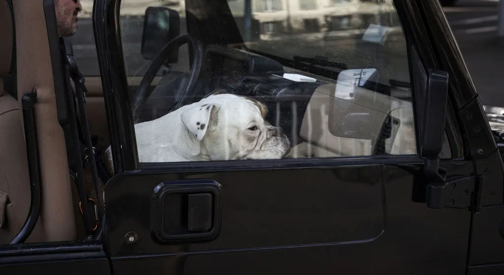 Hund sitzt hinter Fensterscheibe in einem Auto.