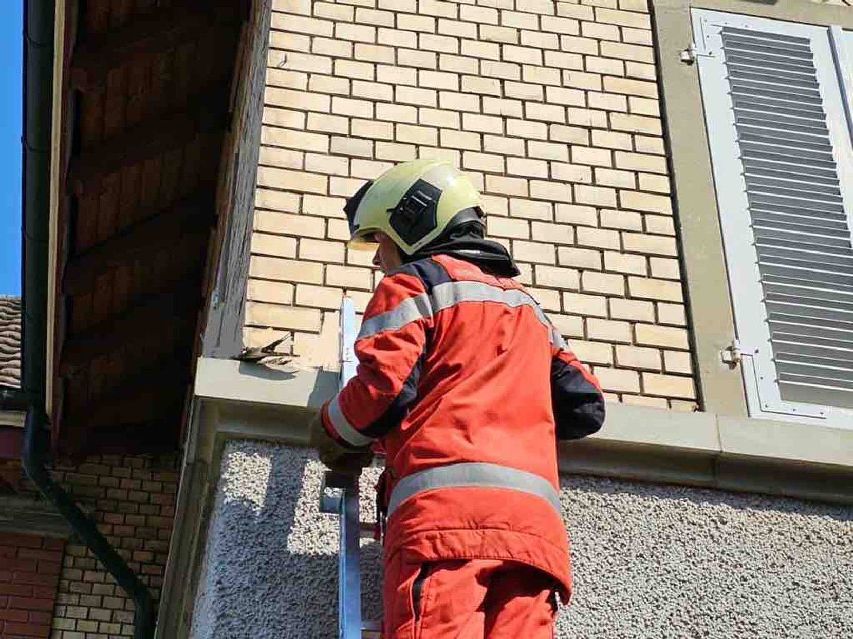 Feuerwehr rettet Mauersegler in Dübendorf.