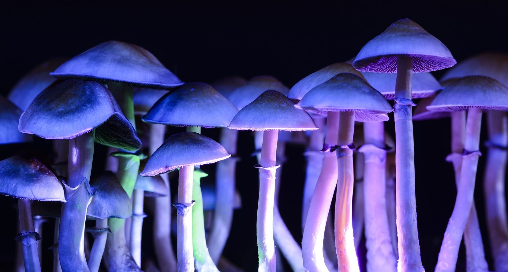 Symbolbild von Pilzen in schummrigem Licht.