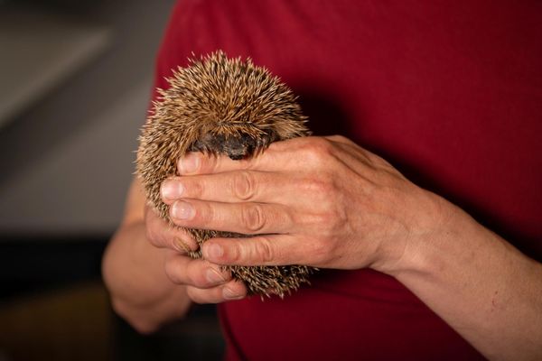 Hier werden kranke Igel aufgepäppelt | Züriost